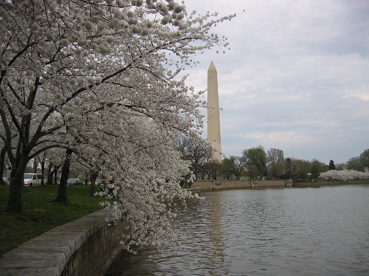 09 Cherry blossoms, Washington Monument.jpg